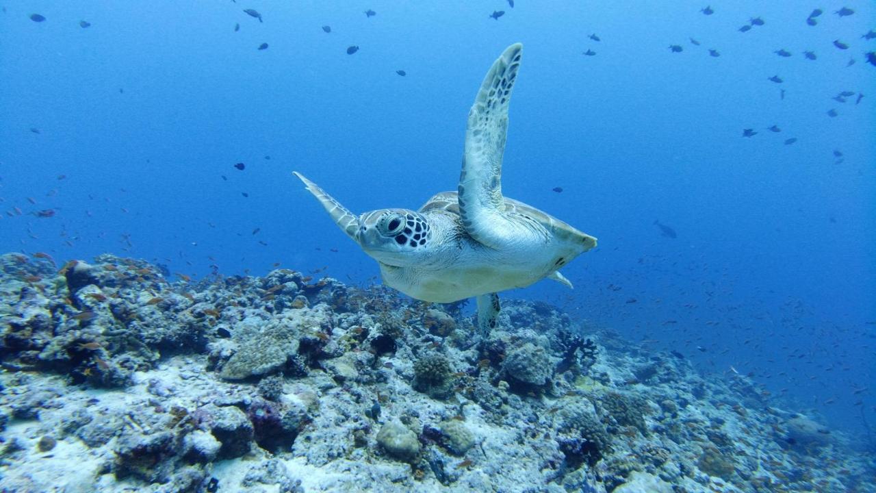 Rasdhoo 棕榈树旅馆酒店 外观 照片